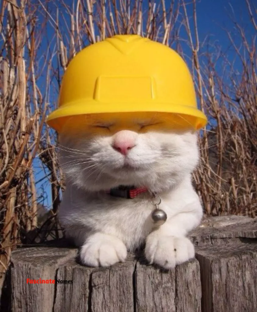 Yellow Cat with Hat