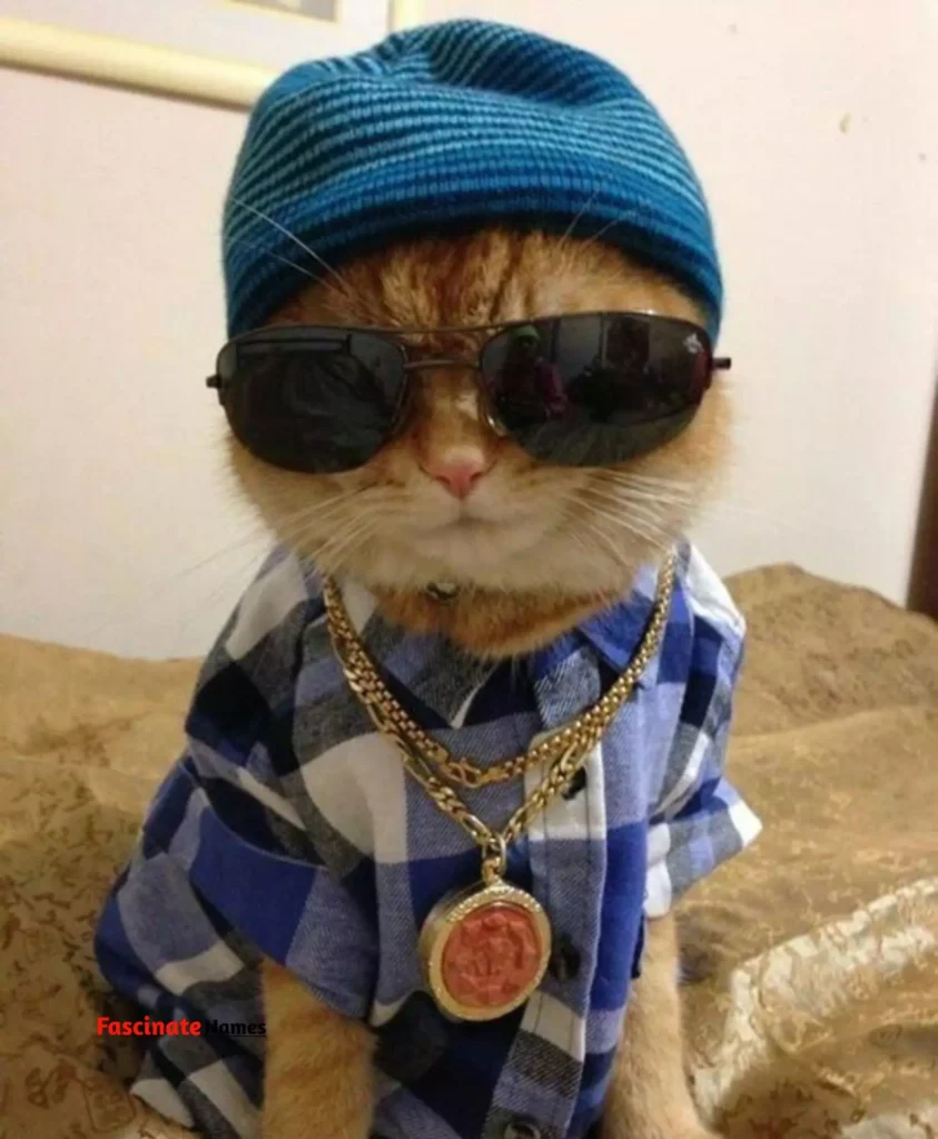 Cat with Hat Meme