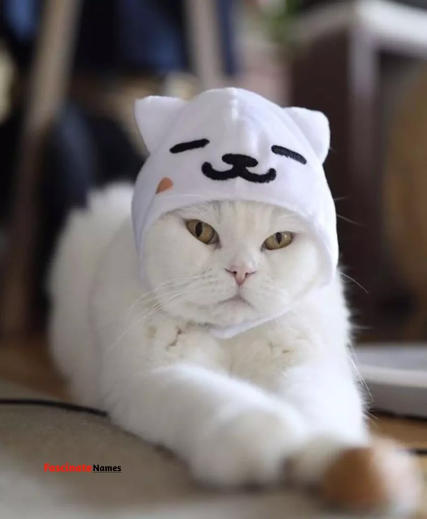 White Cat with Hat