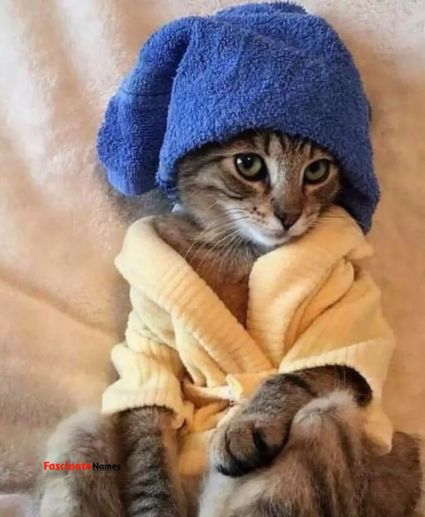 Blue Cat with Hat