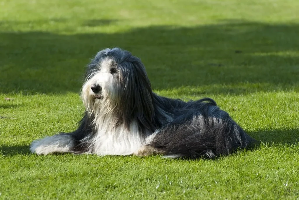 Why Dogs with Hair Over Their Eyes Are So Cute: A Simple Guide