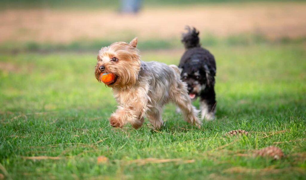 Meet 18 Of the Smallest Dog Breeds In The World