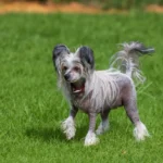 The 25 Smallest Dog Breeds for Apartments, Easy Airplane Travel and Cuteness Galore