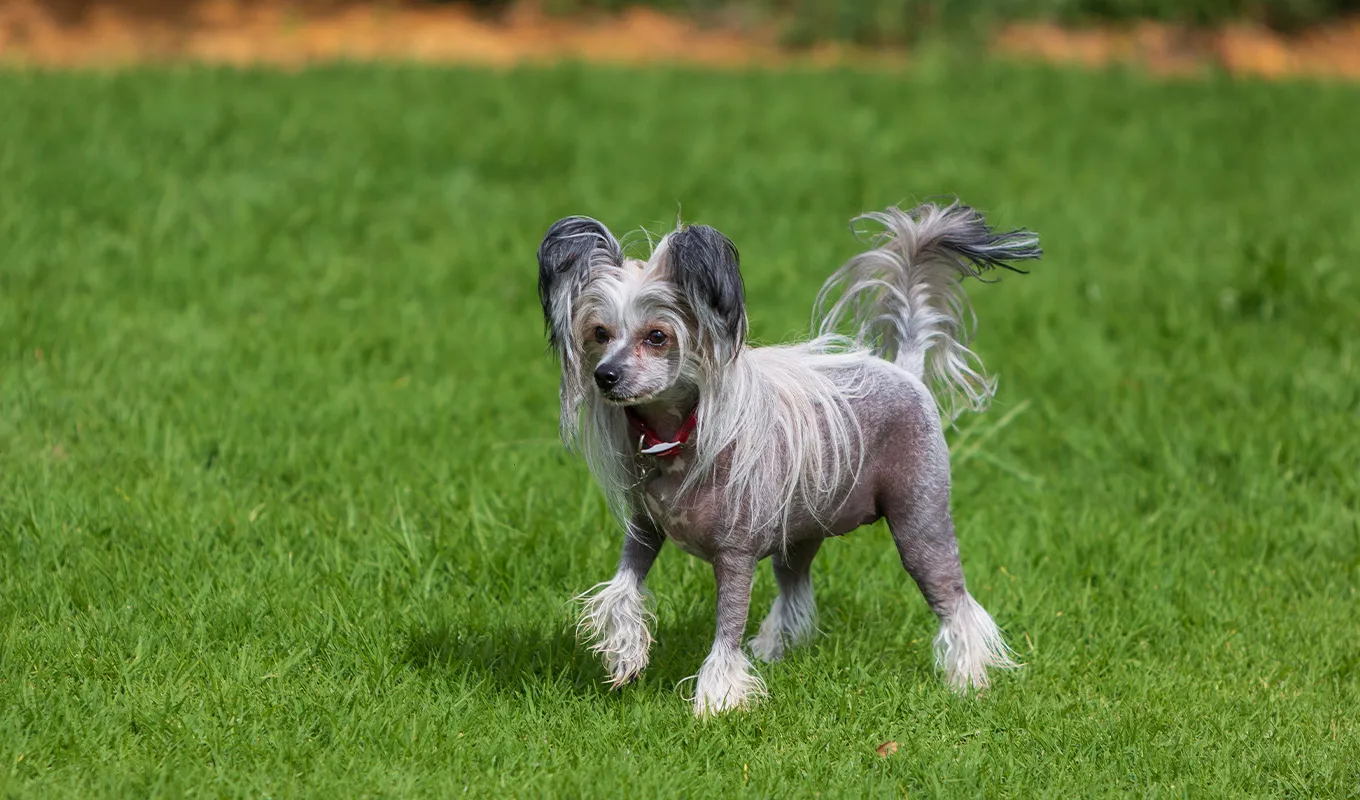 The 25 Smallest Dog Breeds for Apartments, Easy Airplane Travel and Cuteness Galore
